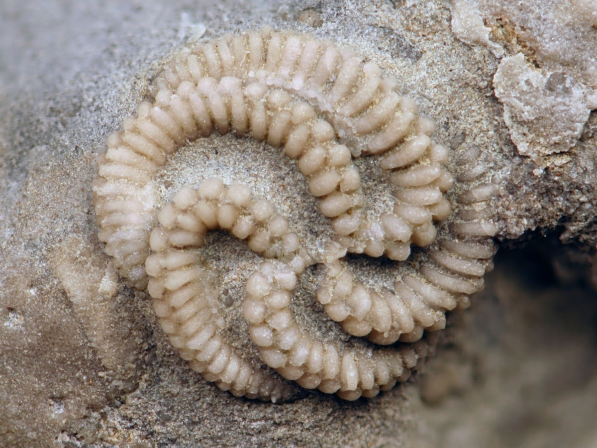 How to Identify Fossils: Guides, Books, and Online&nbsp;Tools