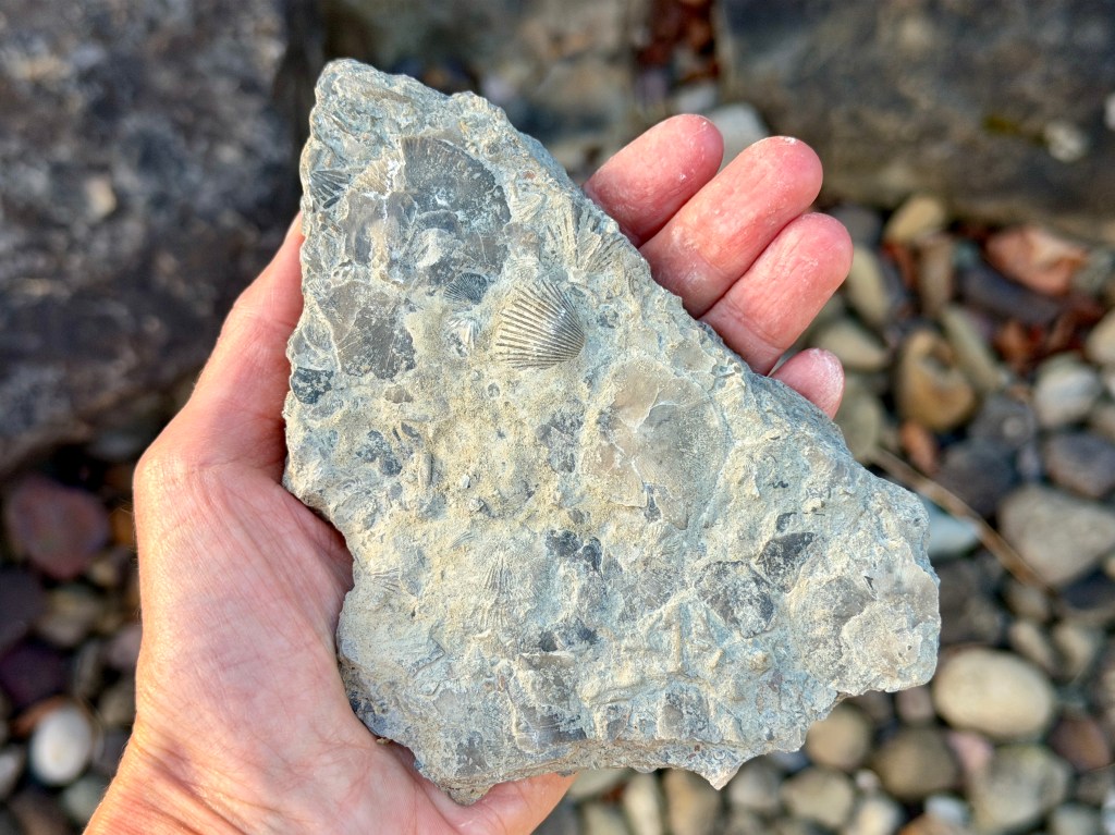 Fossil Hunting in&nbsp;Ohio