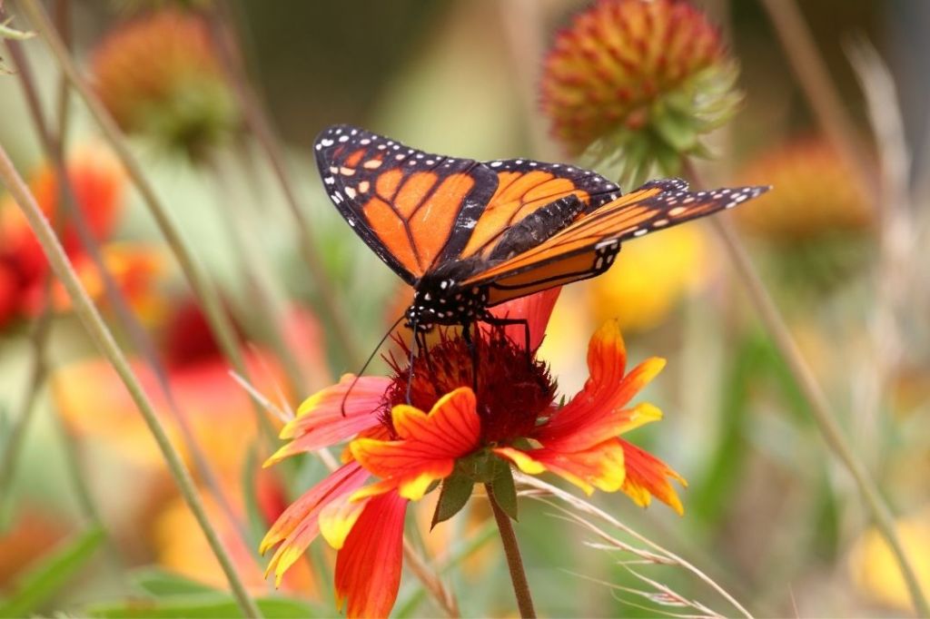 A monarch butterfly sips nectar from a flower in spring