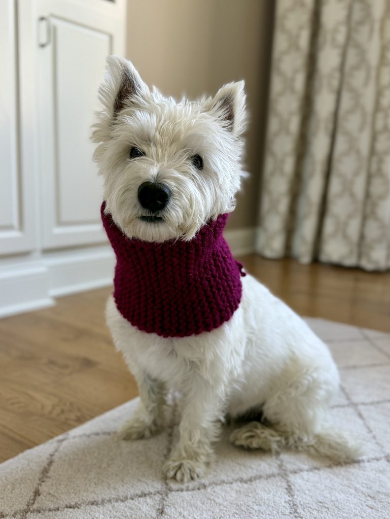 Rex wearing a hand-knit maroon scarf